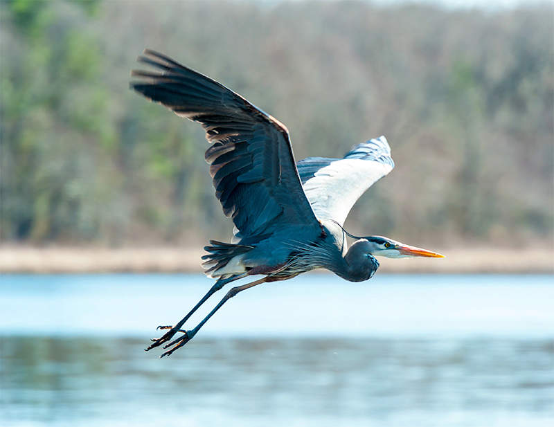 Great blue heron in flight