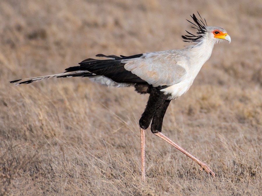 Secretary bird